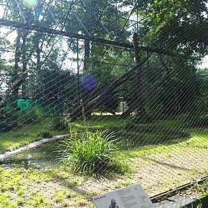 Aviary Cinereous vulture - Red kite (Sep 16th, 2018)