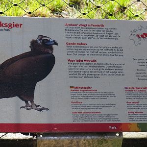 Sign Cinereous vulture (Sep 16th, 2018)