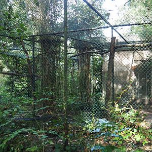 Aviary Inca jay - Grey-winged trumpeter (Sep 16th, 2018)