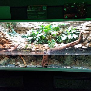 Tomistoma Enclosure