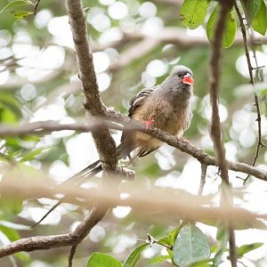 White-Backed Mousebird (Colius colius)