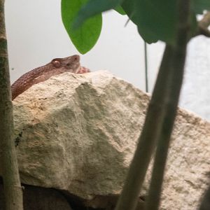 Sakishima Habu (Protobothrops elegans)