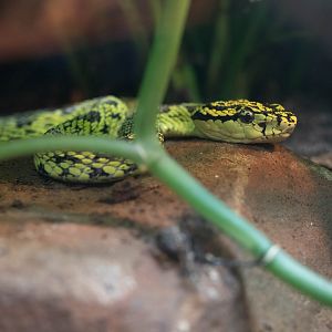 Red Spotted Pitviper (Trimeresurus jerdonii xanthomelas)