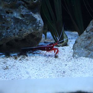 Scarlet Cleaner Shrimp