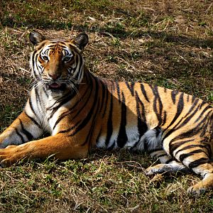 South China tiger