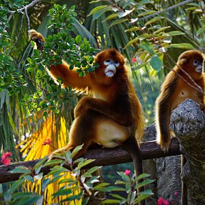 Golden snub-nosed monkey