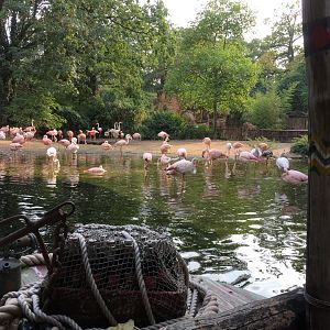 Flamingo area from boat ride