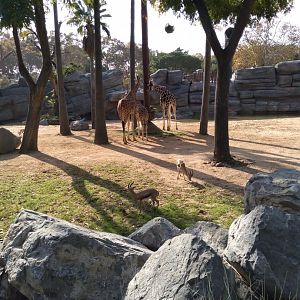 New multispecies environment