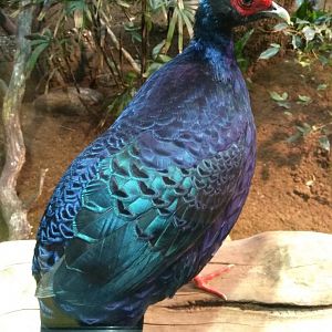 Edward's pheasant
