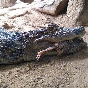 Broad-snouted caiman