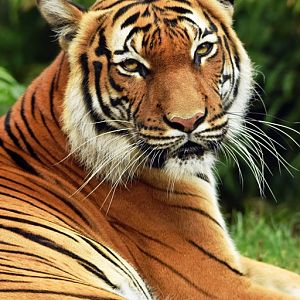 Malayan tiger