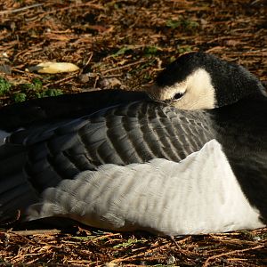 Barnacle Goose - 13 November 2018