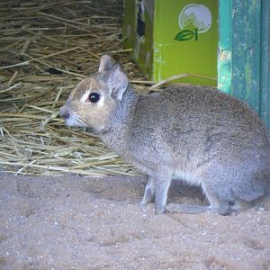 Chacoan Mara - 13 November 2018