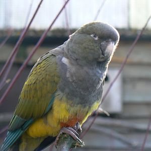 Burrowing Parrot - 13 November 2018