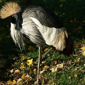 Eastern Grey Crowned Crane - 13 November 2018