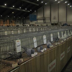 Europaschau 2018 - Poultry hall #3