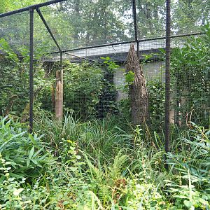 Aviary Superb fruit dove - Grosbeak starling (Sep 16th, 2018)