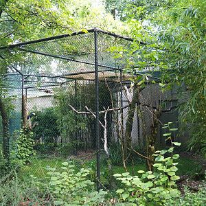 Aviary wrinkled hornbill - Malayan great argus (Sep 16th, 2018)