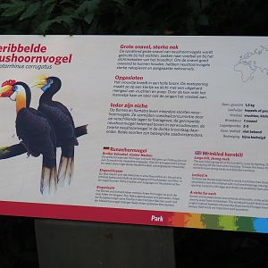 Sign wrinkled hornbill (Sep 16th, 2018