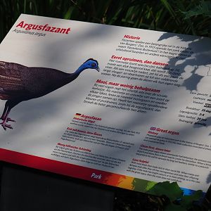 Sign Malayan great argus (Sep 16th, 2018)