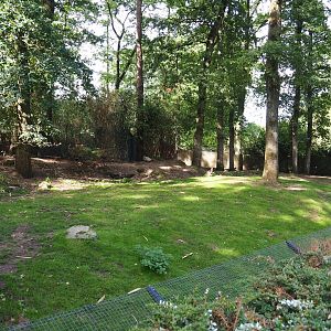 Swamp wallaby - Black swan exhibit (Sep 16th, 2018)