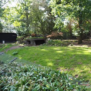 Swamp wallaby - Black swan exhibit (Sep 16th, 2018)