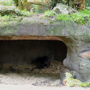 Swamp wallaby shelter (Sep 16th, 2018)