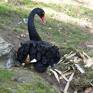 Black swan (Cygnus atratus) on nest (Sep 16th, 2018)