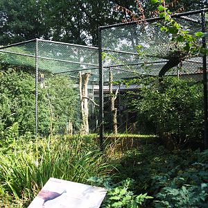 Aviary wrinkled hornbill - Malayan great argus (Sep 16th, 2018)