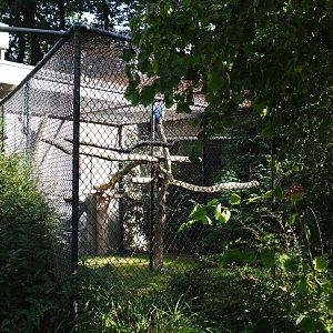 Aviary Hyacinthine macaw (Sep 16th, 2018)