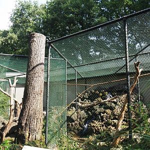 Aviary Kea (Sep 16th, 2018)