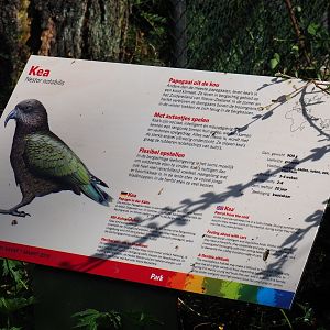 Sign Kea (Sep 16th, 2018)