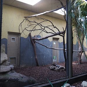 Indoor aviary Black hornbill - Satyr tragopan (Sep 16th, 2018)
