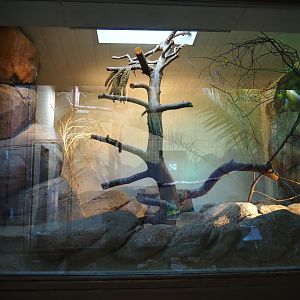 First aviary Gouldian finch (Sep 16th, 2018)