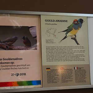 Sign and birth sign Gouldian finch (Sep 16th, 2018)