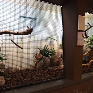 Aviary Superb fruit dove (Sep 16th, 2018)