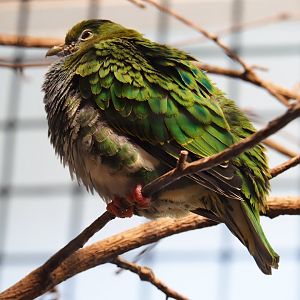 Female superb fruit dove (Ptilinopus superbus), Sep 16th, 2018