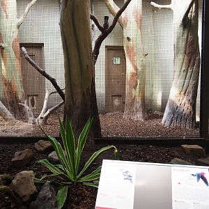 Indoor aviary Galah - Blue-winged kookaburra (Sep 16th, 2018)