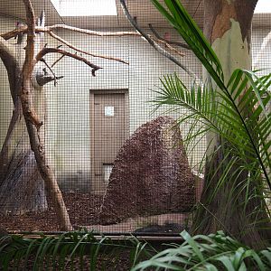 Indoor aviary Galah - Blue-winged kookaburra (Sep 16th, 2018)