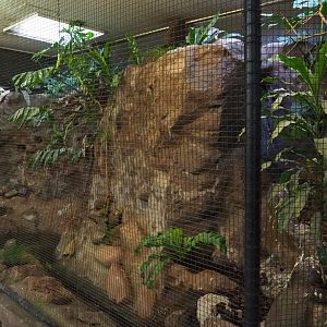 Aviary White-rumped shama thrush - Chestnut-backed thrush (Sep 16th, 2018)