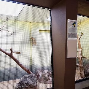 Second aviary Gouldian finch (Sep 16th, 2018)