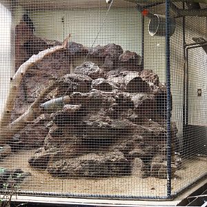 Indoor aviary Kea (Sep 16th, 2018)