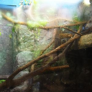Terrarium Green tree python with very clouded window (Sep 16th, 2018)