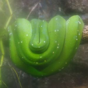 Green tree python (Morelia viridis), Sep 16th, 2018