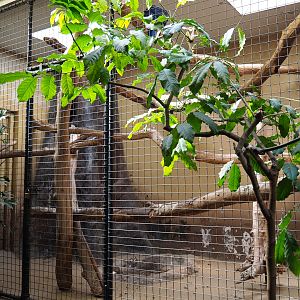Indoor aviary Hyacinthine macaw (Sep 16th, 2018)