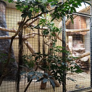 Indoor aviary Hyacinthine macaw (Sep 16th, 2018)