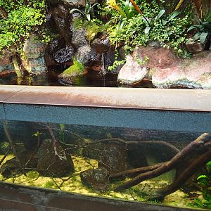 Aquarium in the old pheasantry bird house (Sep 16th, 2018)