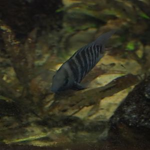 Convict cichlid (Amatitlania nigrofasciata), Sep 16th, 2018