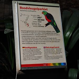 Sign Red-winged parrot (Sep 16th, 2018)
