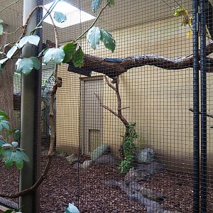 Indoor aviary Red-winged parrot - Wrinkled hornbill - Malayan great argus (Sep 16th, 2018)